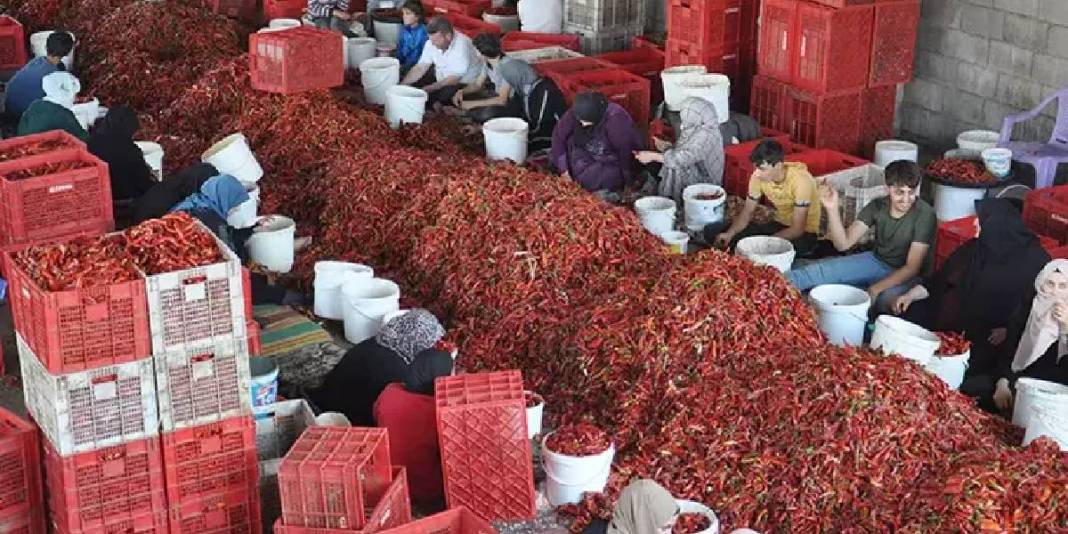 20 tesiste 8 bin kişilik dev kadronun mesaisi başladı! 2 ay boyunca ter dökecekler, en güzelini sofralara gönderecekler 5